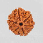 5 Mukhi Rudraksha